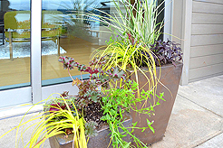 LAURELHURST UNREAL ESTATE